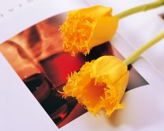 Tapeta Nature Flowers 109.jpg